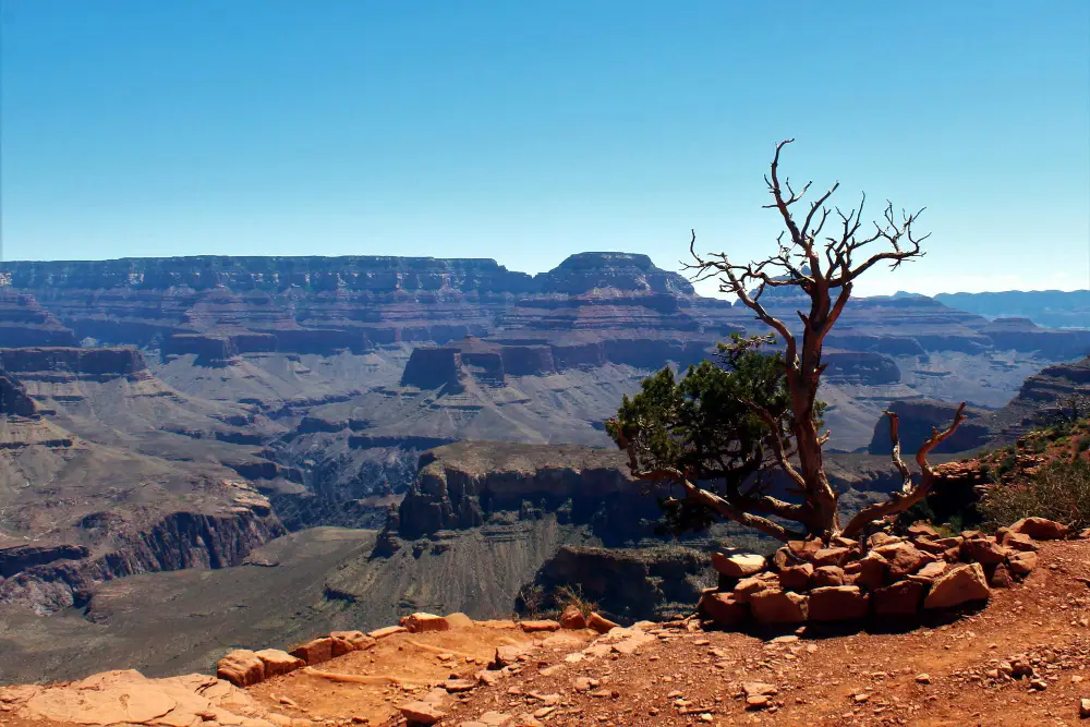 Vue panoramique depuis Point Sublime au Grand Canyon avec arbre isolé au bord de la falaise