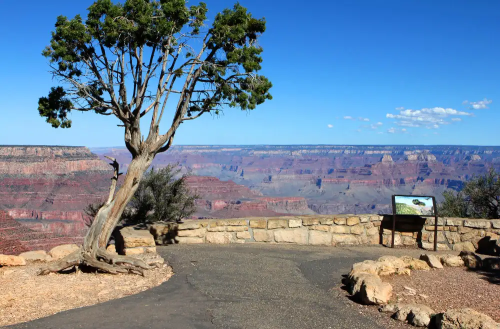 Panorama depuis Yaki Point au Grand Canyon avec arbre et vue dégagée