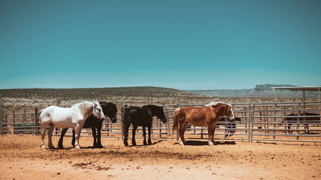 chevaux ranch grand canyon experience western balade cheval ranch